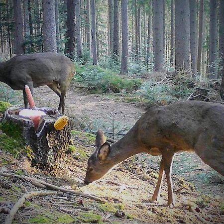 Ferienwohnung Kochs Beeren Oberfresen Екстер'єр фото
